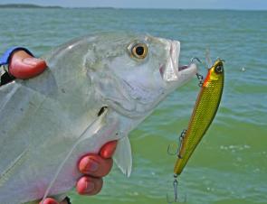 A small trevally with a taste for Tropic Angler minnows.